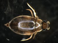 藏品(蚜蟲)的圖片